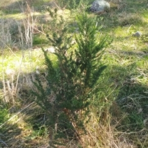 Cassinia aculeata subsp. aculeata at Molonglo Valley, ACT - 9 Aug 2022