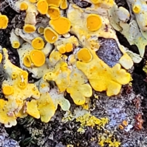 Xanthoria sp. at Lyneham, ACT - 10 Aug 2022