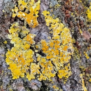 Xanthoria sp. at Lyneham, ACT - 10 Aug 2022