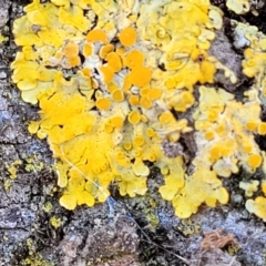 Xanthoria sp. at Lyneham, ACT - 10 Aug 2022