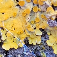 Xanthoria sp. at Lyneham, ACT - 10 Aug 2022