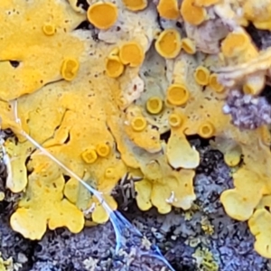 Xanthoria sp. at Lyneham, ACT - 10 Aug 2022