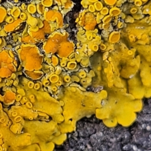 Xanthoria sp. at Holt, ACT - 10 Aug 2022