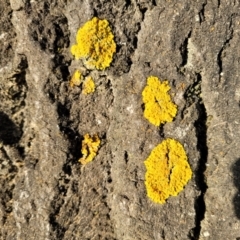 Xanthoria sp. at Holt, ACT - 10 Aug 2022