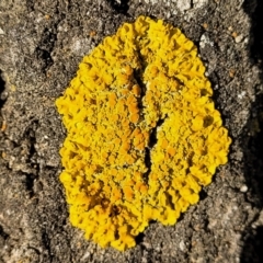 Xanthoria sp. at Holt, ACT - 10 Aug 2022