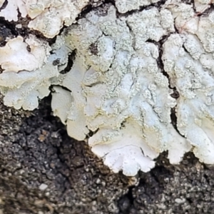 Lichen - foliose at Holt, ACT - 10 Aug 2022