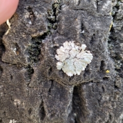 Lichen - foliose at Holt, ACT - 10 Aug 2022 04:08 PM