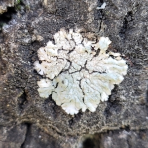 Lichen - foliose at Holt, ACT - 10 Aug 2022 04:08 PM