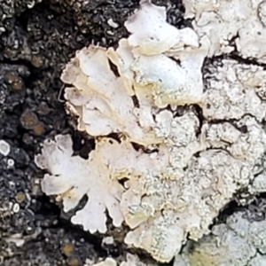 Lichen - foliose at Holt, ACT - 10 Aug 2022