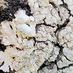 Lichen - foliose at Holt, ACT - 10 Aug 2022