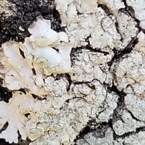 Lichen - foliose at Holt, ACT - 10 Aug 2022 04:08 PM