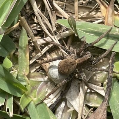 Lycosidae (family) (Unidentified wolf spider) at Weyba Downs, QLD - 10 Aug 2022 by NEEC