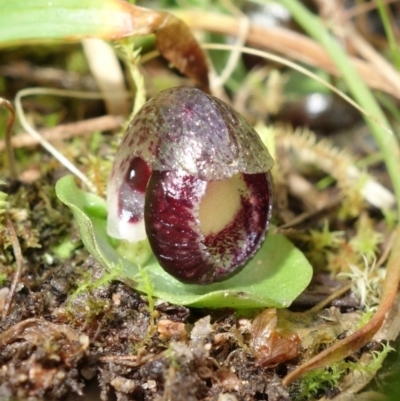 Corysanthes incurva (Slaty Helmet Orchid) at Wanniassa Hill - 8 Aug 2022 by AnneG1