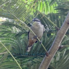 Lalage leucomela (Varied Triller) at Oak Beach, QLD - 3 Aug 2022 by GlossyGal