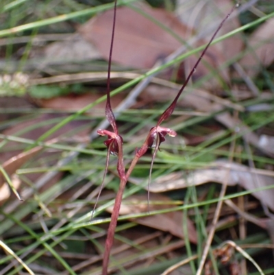 Acianthus caudatus (Mayfly Orchid) at Vincentia, NSW - 24 Jul 2022 by AnneG1