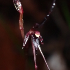 Acianthus caudatus (Mayfly Orchid) at Vincentia, NSW - 19 Jul 2022 by AnneG1