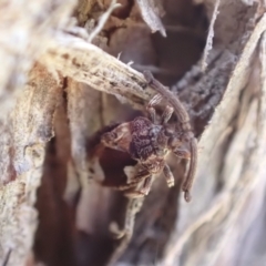 Aradellus cygnalis (An assassin bug) at Murrumbateman, NSW - 10 Aug 2022 by SimoneC