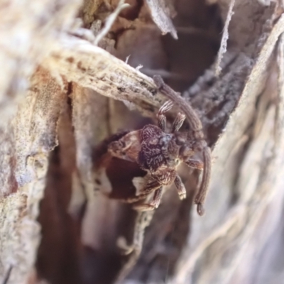 Aradellus cygnalis (An assassin bug) at Murrumbateman, NSW - 10 Aug 2022 by SimoneC