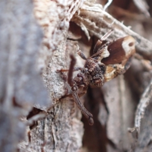 Aradellus cygnalis at Murrumbateman, NSW - 10 Aug 2022 01:16 PM