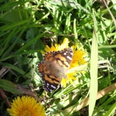 Vanessa kershawi (Australian Painted Lady) at Murrumbateman, NSW - 10 Aug 2022 by SimoneC