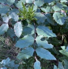 Berberis aquifolium (Oregon Grape) at Ainslie, ACT - 9 Aug 2022 by Steve_Bok