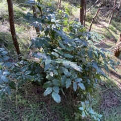 Berberis aquifolium at Ainslie, ACT - 9 Aug 2022 12:26 PM