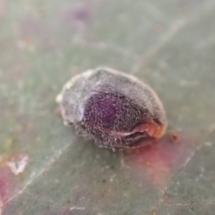 Coccinellidae (family) (Unidentified lady beetle) at Murrumbateman, NSW - 10 Aug 2022 by SimoneC