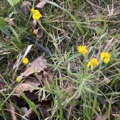 Senecio madagascariensis at Googong, NSW - 10 Aug 2022