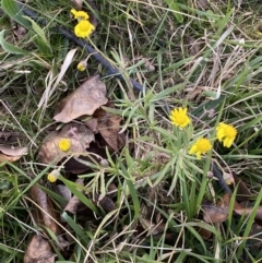 Senecio madagascariensis at Googong, NSW - 10 Aug 2022