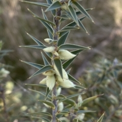 Melichrus urceolatus (Urn Heath) at Googong, NSW - 10 Aug 2022 by SteveBorkowskis