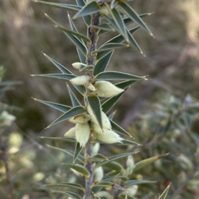 Melichrus urceolatus (Urn Heath) at Googong, NSW - 10 Aug 2022 by SteveBorkowskis