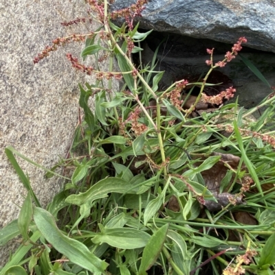 Rumex acetosella (Sheep Sorrel) at Googong, NSW - 10 Aug 2022 by SteveBorkowskis