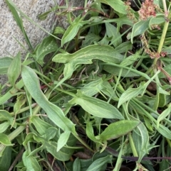 Rumex acetosella at Googong, NSW - 10 Aug 2022