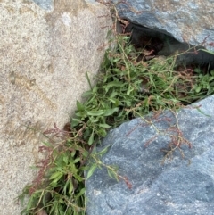 Rumex acetosella at Googong, NSW - 10 Aug 2022