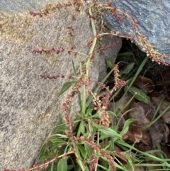 Rumex acetosella at Googong, NSW - 10 Aug 2022 03:58 PM