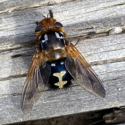 Microtropesa sinuata (A bristle fly) at Tennent, ACT - 10 Aug 2022 by Steve_Bok