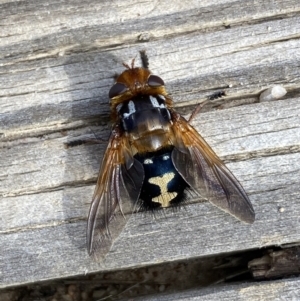 Microtropesa sinuata at Tennent, ACT - 10 Aug 2022