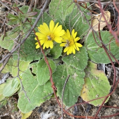 Cymbonotus sp. (preissianus or lawsonianus) (Bears Ears) at Tennent, ACT - 10 Aug 2022 by SteveBorkowskis
