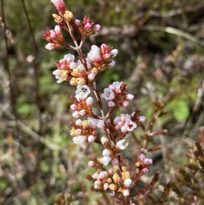 Micromyrtus ciliata (Fringed Heath-myrtle) at Tennent, ACT - 10 Aug 2022 by SteveBorkowskis