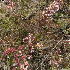 Micromyrtus ciliata at Tennent, ACT - 10 Aug 2022