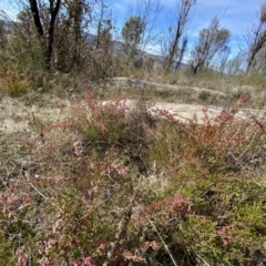 Micromyrtus ciliata at Tennent, ACT - 10 Aug 2022