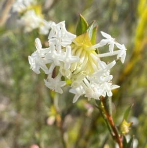 Pimelea linifolia subsp. linifolia at Tennent, ACT - 10 Aug 2022 12:48 PM