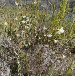 Pimelea linifolia subsp. linifolia at Tennent, ACT - 10 Aug 2022 12:48 PM