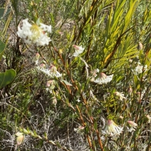 Pimelea linifolia subsp. linifolia at Tennent, ACT - 10 Aug 2022