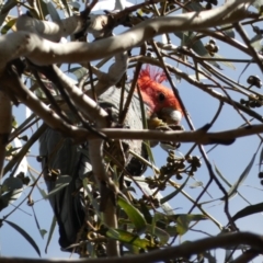 Callocephalon fimbriatum (Gang-gang Cockatoo) at Paddys River, ACT - 10 Aug 2022 by SteveBorkowskis