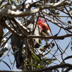 Callocephalon fimbriatum at Paddys River, ACT - 10 Aug 2022