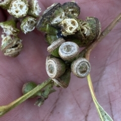 Callocephalon fimbriatum at Paddys River, ACT - suppressed