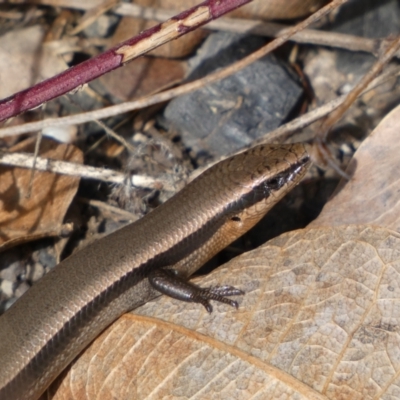 Acritoscincus platynotus (Red-throated Skink) at Tennent, ACT - 10 Aug 2022 by Steve_Bok