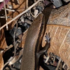 Acritoscincus platynotus at Tennent, ACT - 10 Aug 2022 02:06 PM