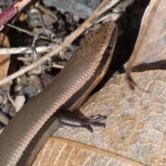 Acritoscincus platynotus at Tennent, ACT - 10 Aug 2022 02:06 PM